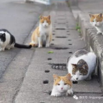娱乐吃瓜酱流浪猫,吃瓜酱的趣味生活记
