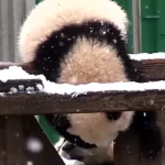 吃瓜小熊娱乐,揭秘娱乐圈幕后故事